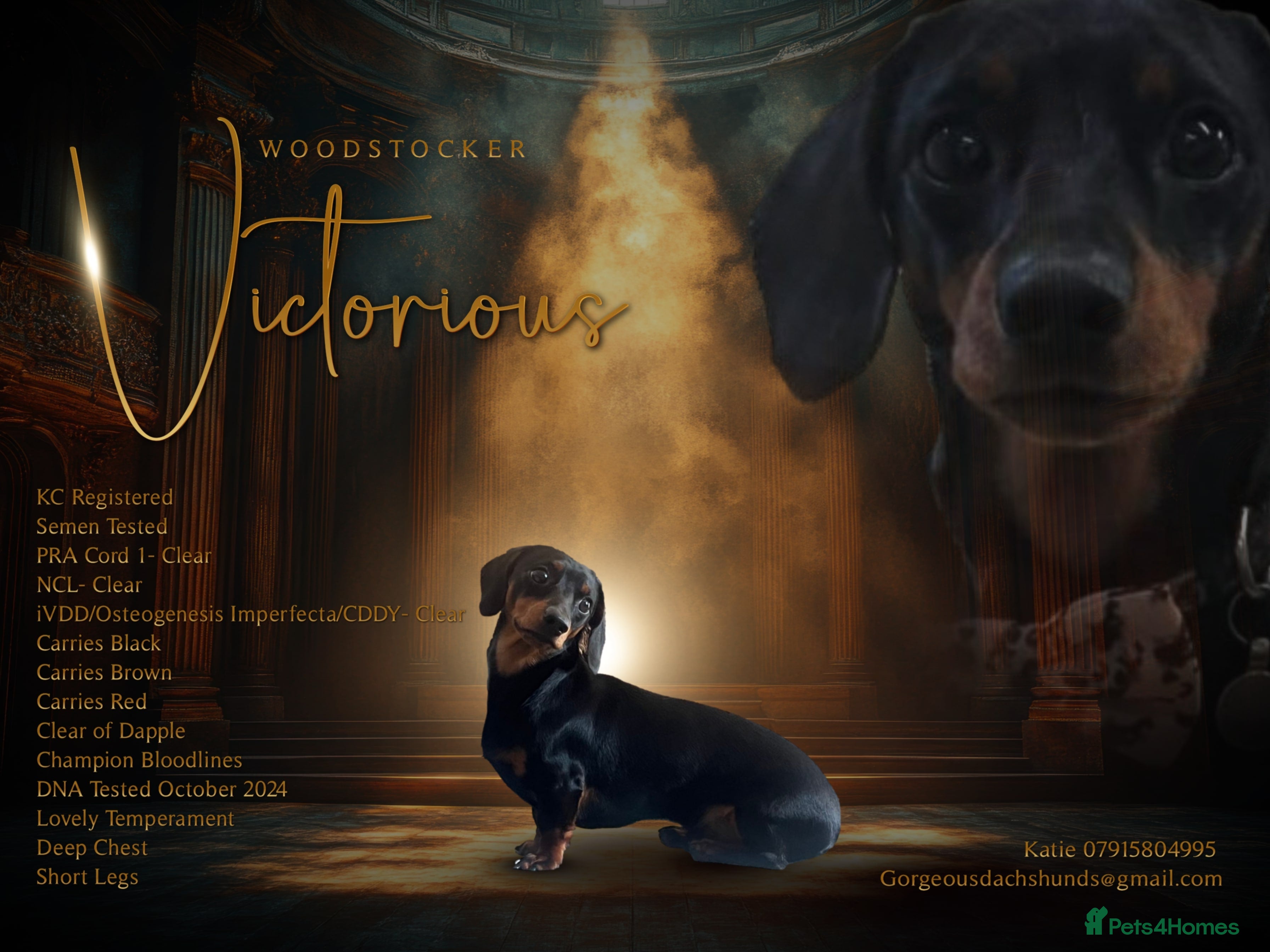 Miniature Dachshund dogs Black & tan Miniature Dachshund  in Lewes - Advert 12