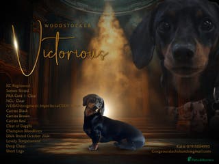 Miniature Dachshund dogs Black & tan Miniature Dachshund in Lewes - Advert 4