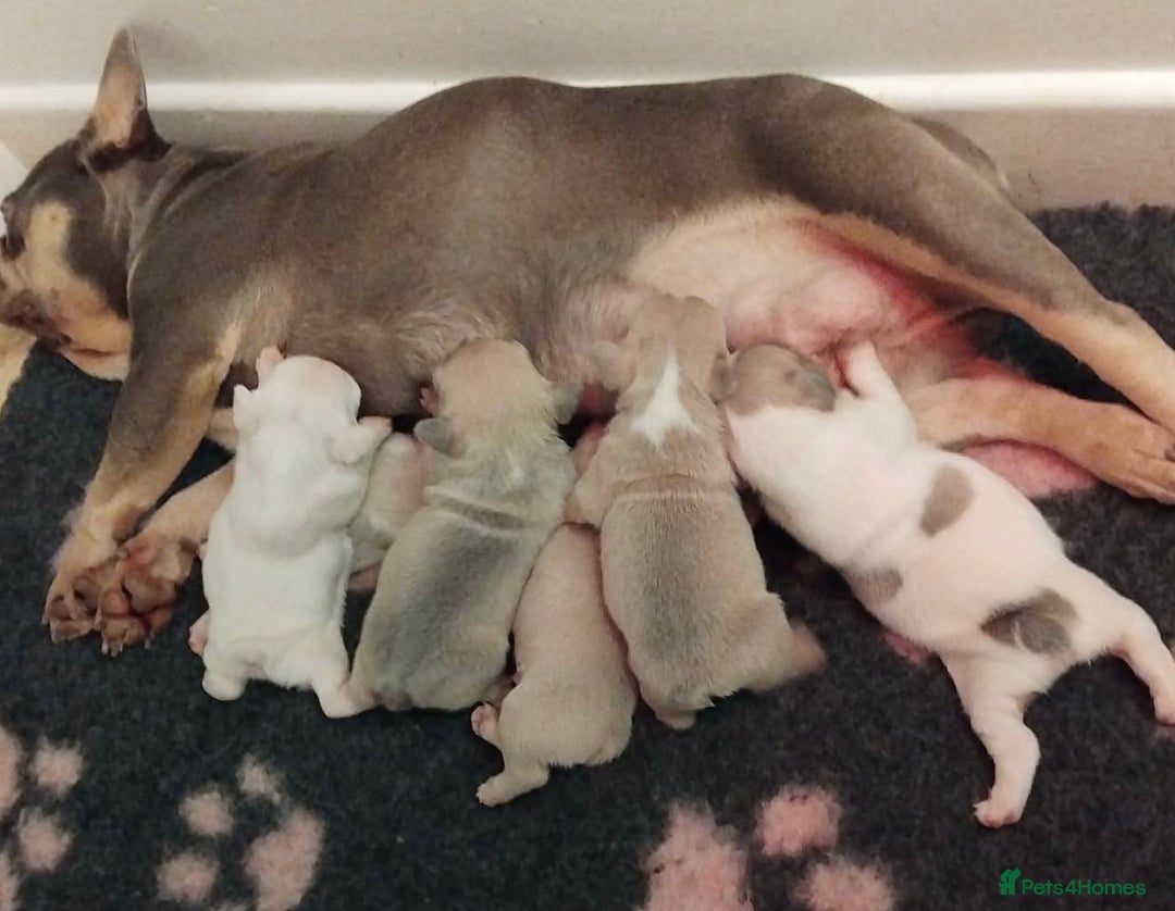 French Bulldog dogs for sale: Frenchie puppies - Advert 2