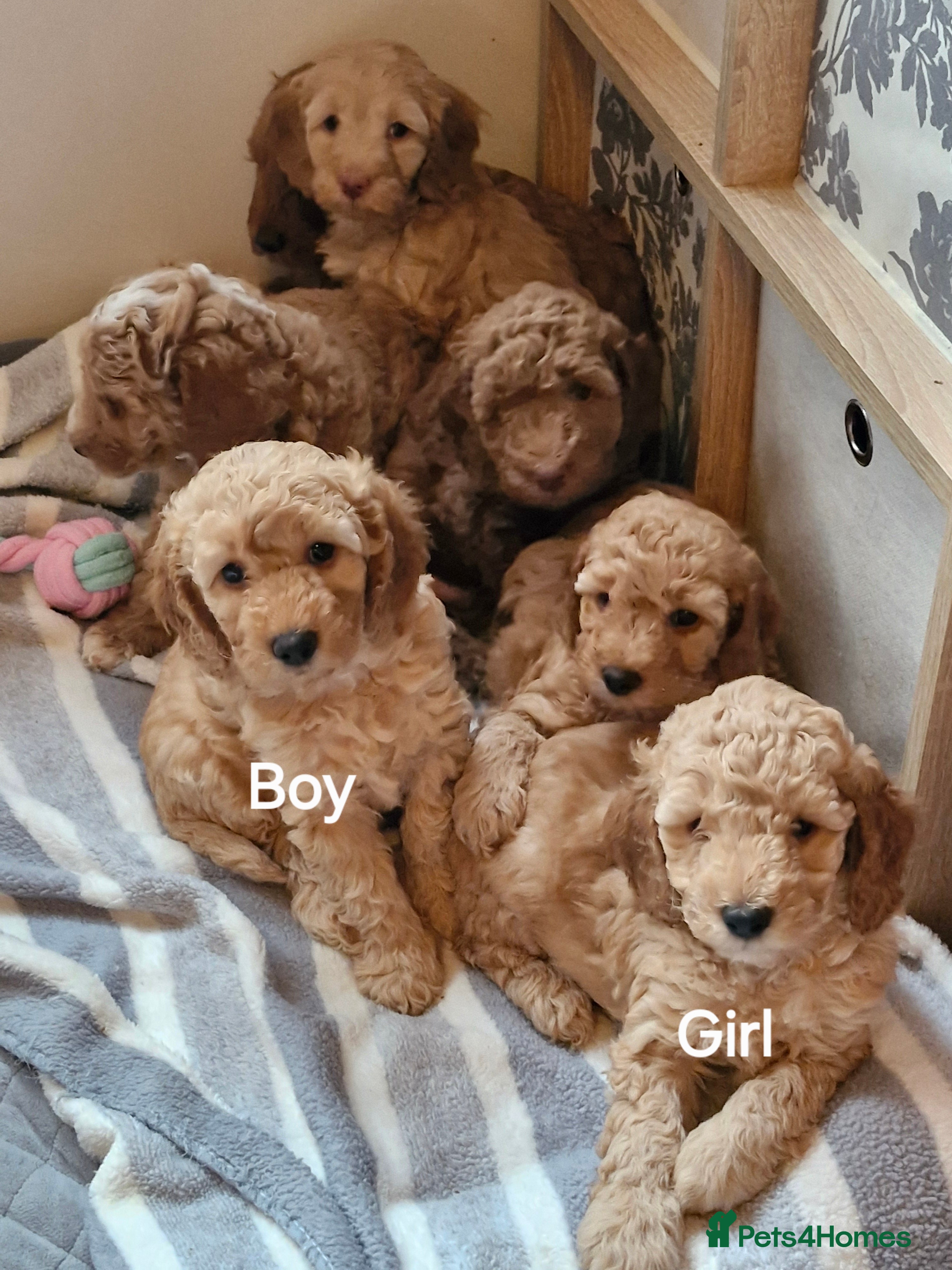 Mixed Breed dogs Adorable Labradoodle x Cockapoo puppies  - Advert 1