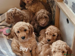 Mixed Breed dogs Adorable Labradoodle x Cockapoo puppies - Advert 1