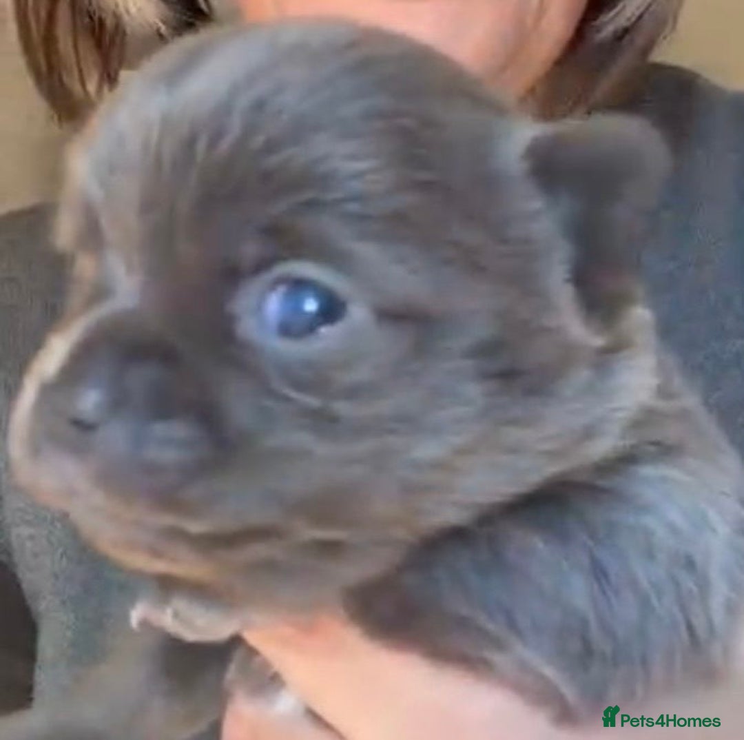 Pomchi dogs for sale: Beautiful litter of Pomchi - Advert 4