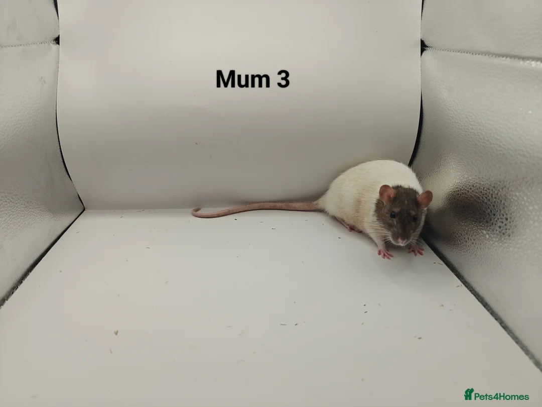 Rat rodents for sale: NOV: 18 Rats (2 Rats: 2 Girls Left) - Advert 20