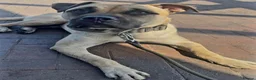 Mixed Breed dogs for sale: Presa Canario/Cane Corso/Mixed Mastiff - Advert 8