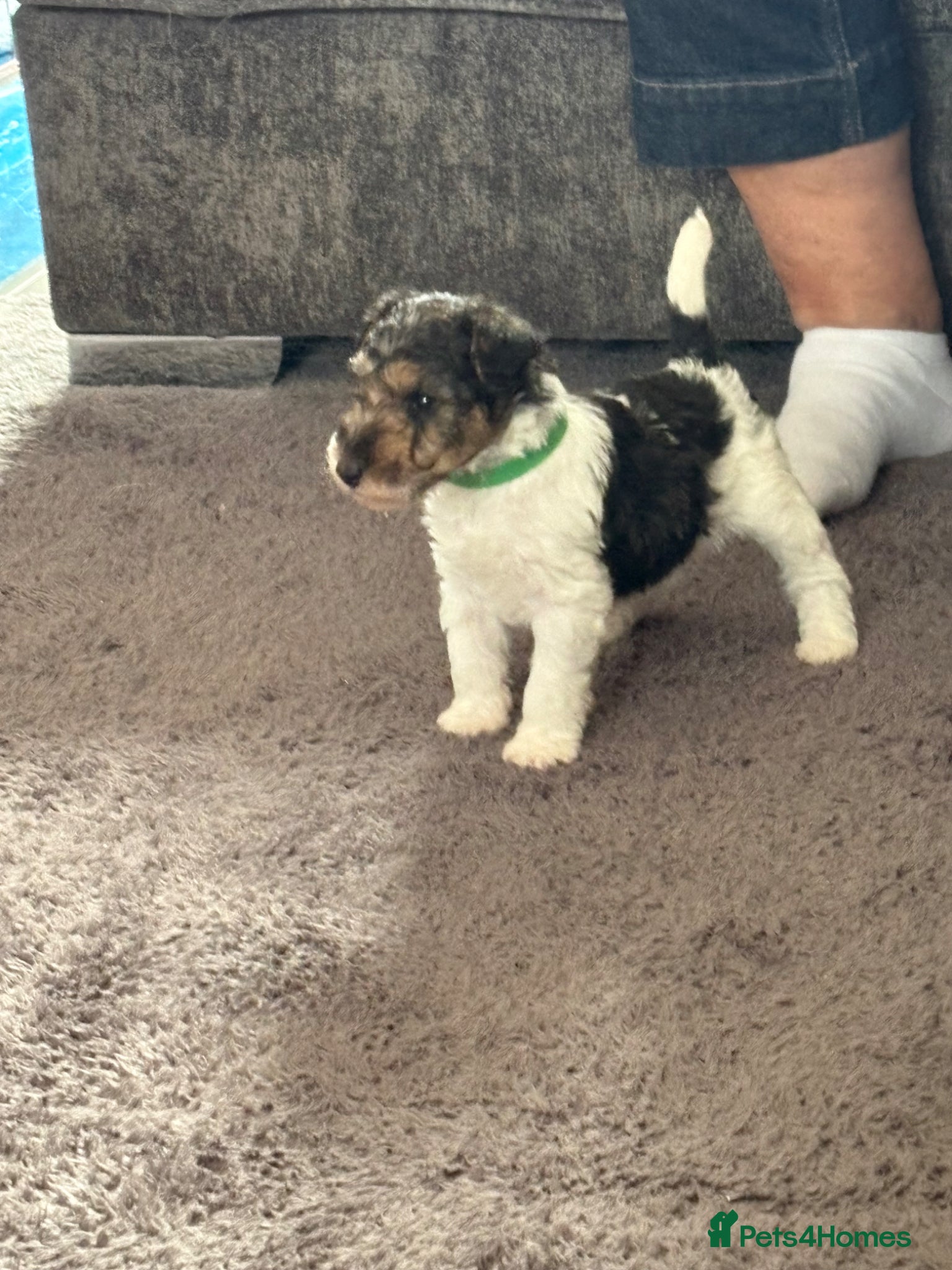 Fox Terrier dogs for sale: Wire haired fox terrier - Advert 11