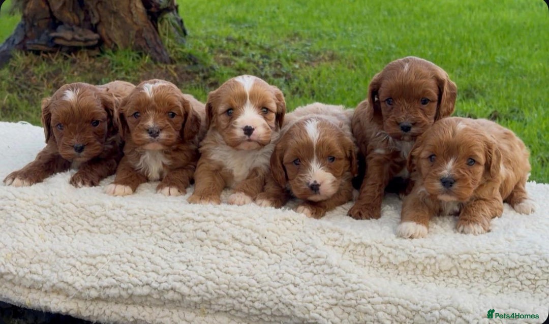 Cavapoo dogs for sale: Cavapoo Puppies - Advert 9