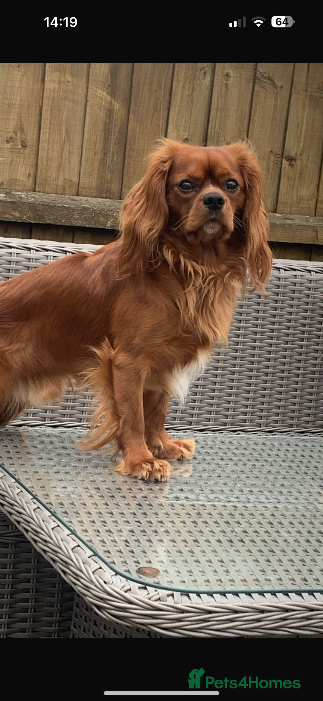 Cavalier King Charles Spaniel dogs for sale: 1 BOY LEFT**** Cavalier King Charles puppies - Image 19