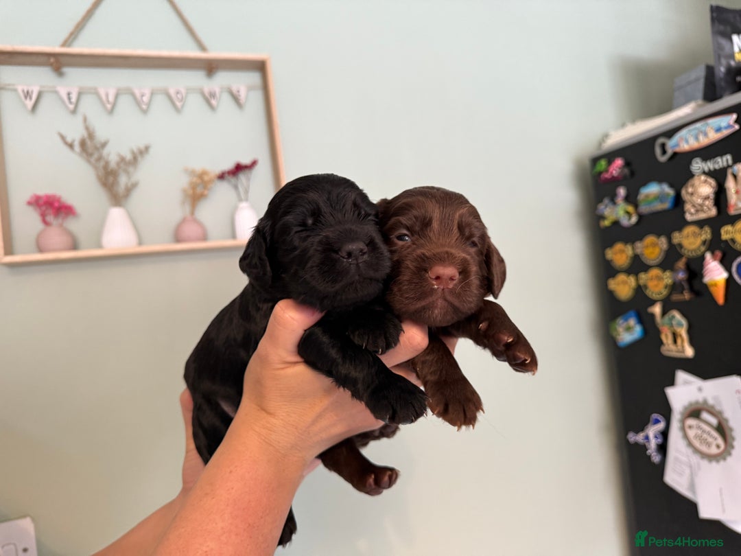Sprocker dogs for sale: Beautiful Sprocker puppies  - Image 4