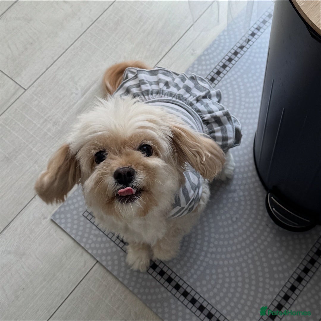 Cavapoo dogs for sale: Rehoming Adorable Cavapoo Girl - Advert 1