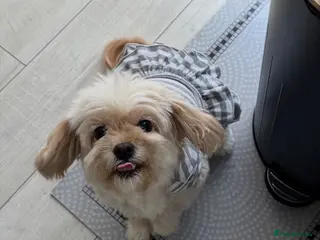 Cavapoo dogs Rehoming Adorable Cavapoo Girl - Advert 18