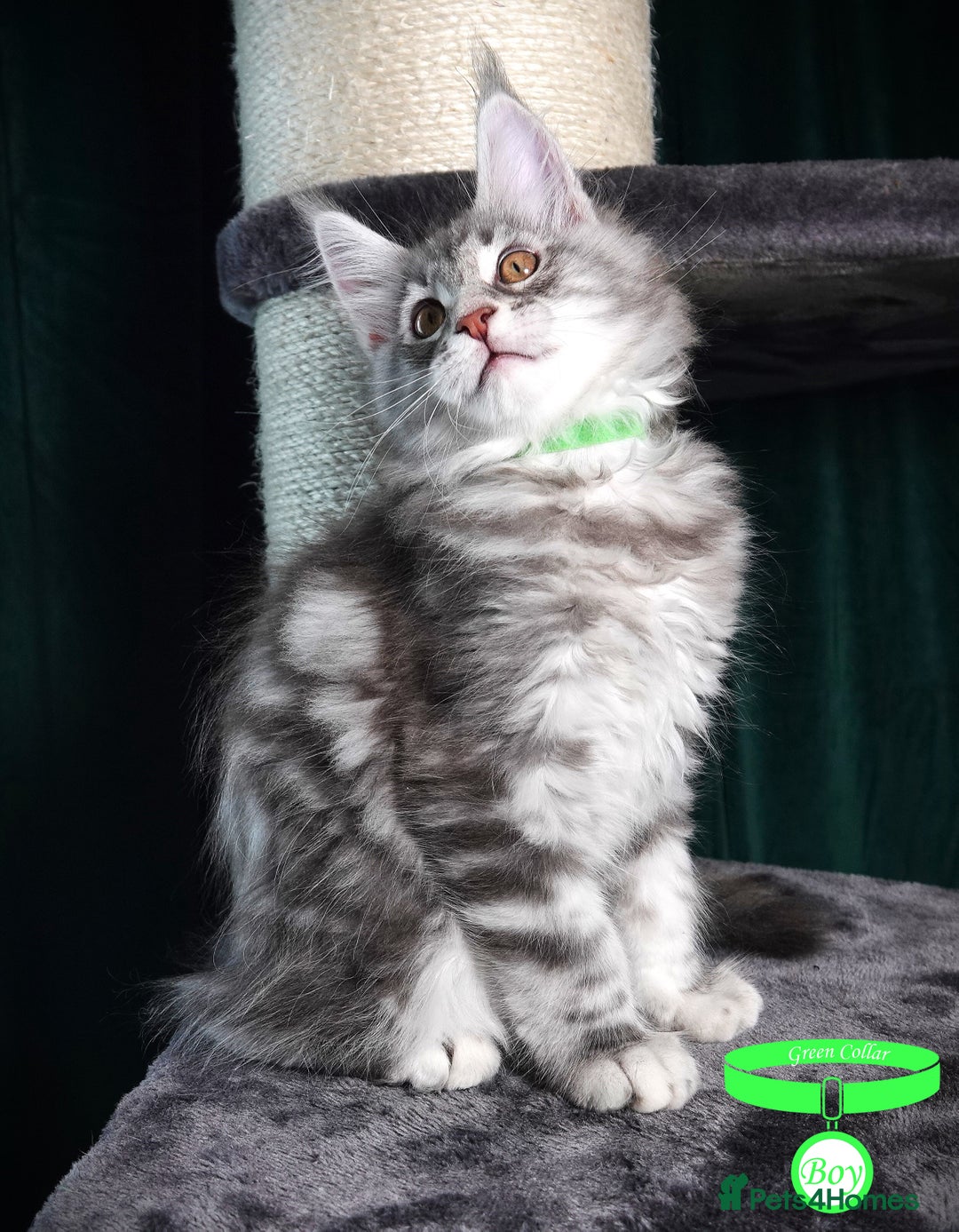 Maine Coon cats for sale: STUNNING XL PEDIGREE MAINE COON KITTENS  - Image 13