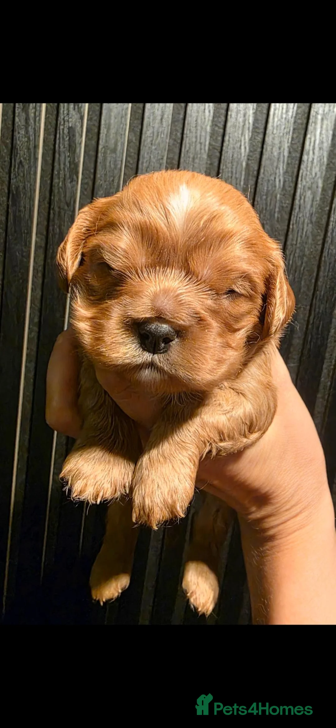 Cavalier King Charles Spaniel dogs for sale: Stunning kc reg health tested cavaliers - Advert 18
