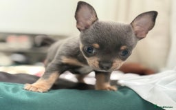 Chihuahua dogs for sale: Lilac Chihuahua (small) - Image 7