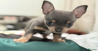Chihuahua dogs - Advert 7