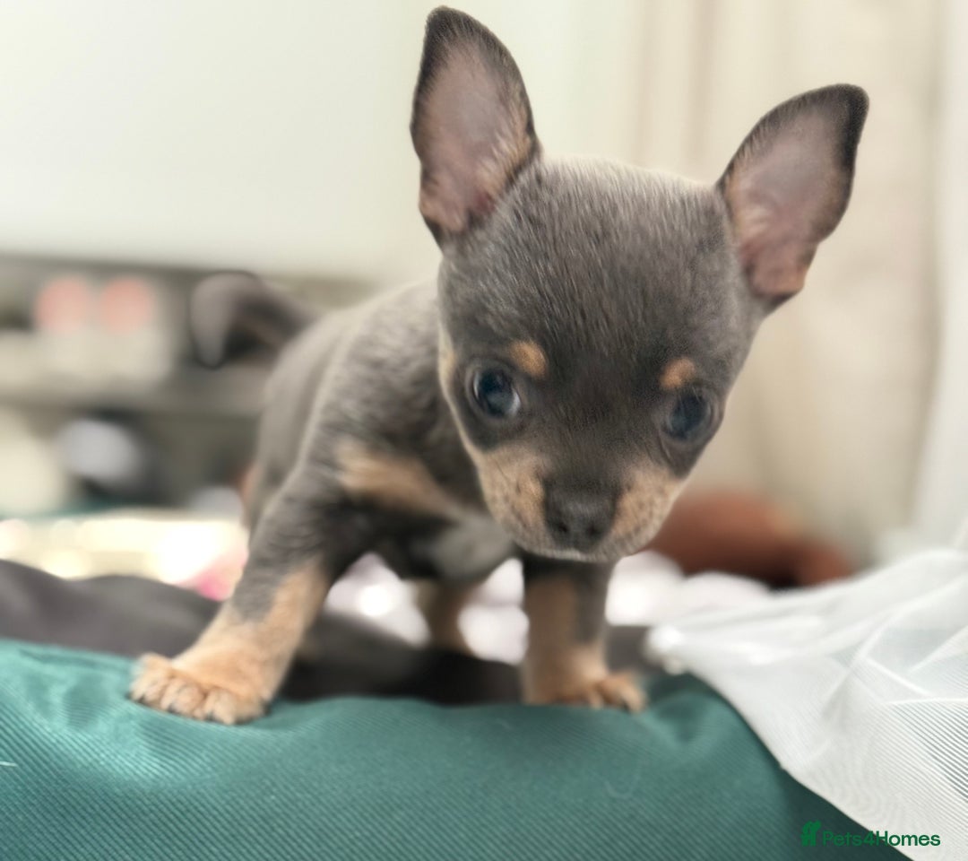 Chihuahua dogs for sale: Lilac Chihuahua (small) - Image 7