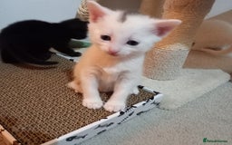 Mixed Breed cats for sale: 2 white 2 black  - Image 3
