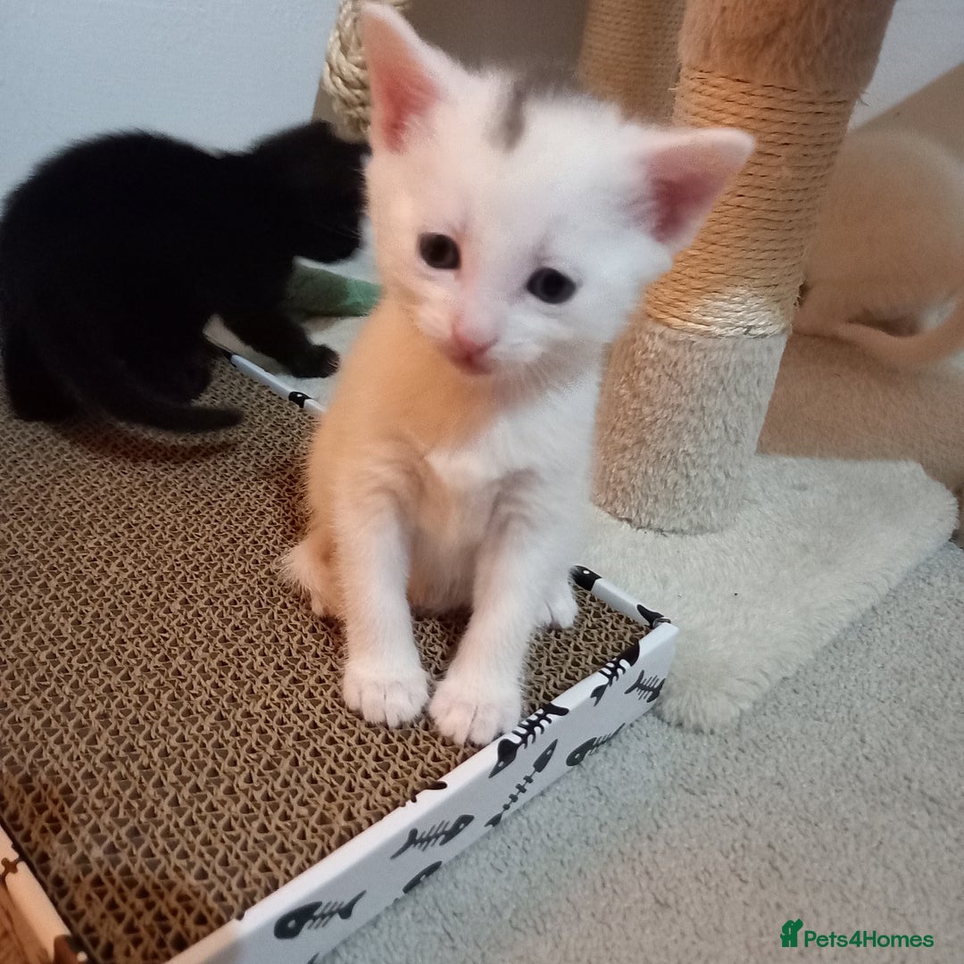 Mixed Breed cats for sale: 2 white 2 black  - Image 3