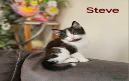 Mixed Breed cats for sale: Three kittens ready today!  - Image 2