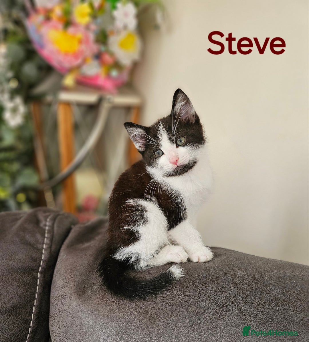 Mixed Breed cats for sale: Three kittens ready today!  - Image 2