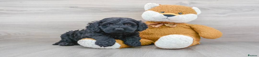 Cockapoo Puppy 4 