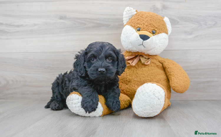 Cockapoo dogs - Advert 4