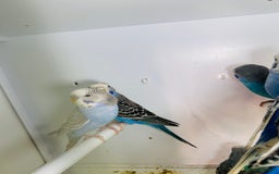 Budgerigars birds for sale: Stunning baby rainbow/pied budgies  in Luton - Image 30