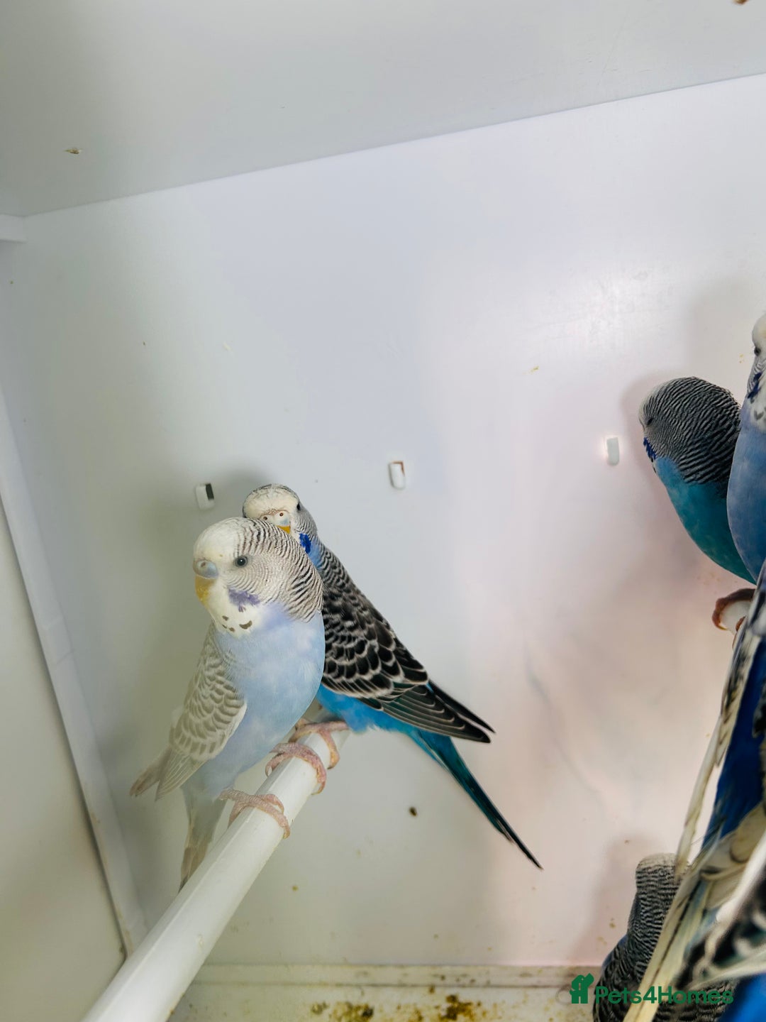 Budgerigars birds for sale: Stunning baby rainbow/pied budgies  in Luton - Image 30