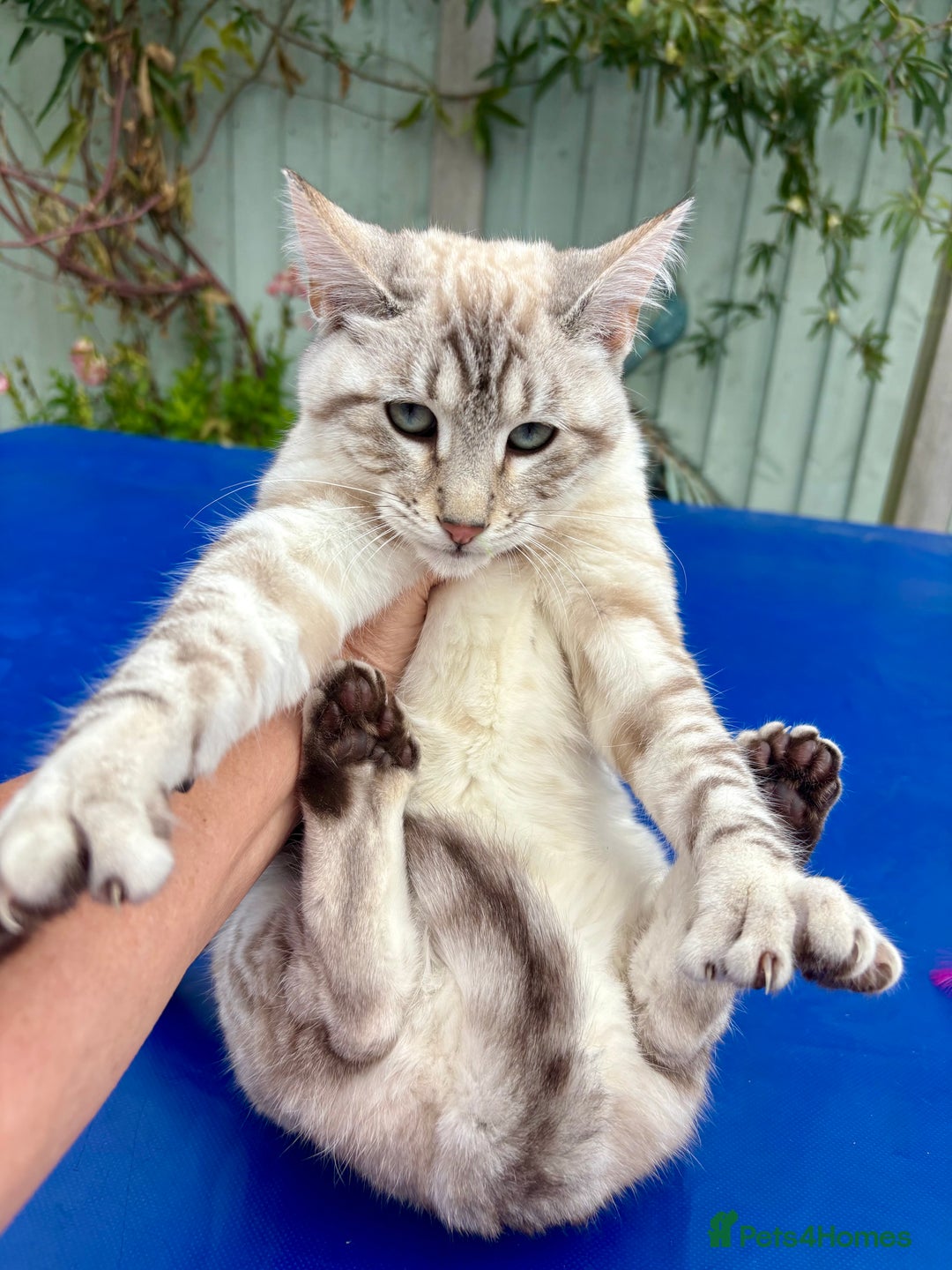 Keetso cats for sale: Gorgeous keetso female  - Image 9