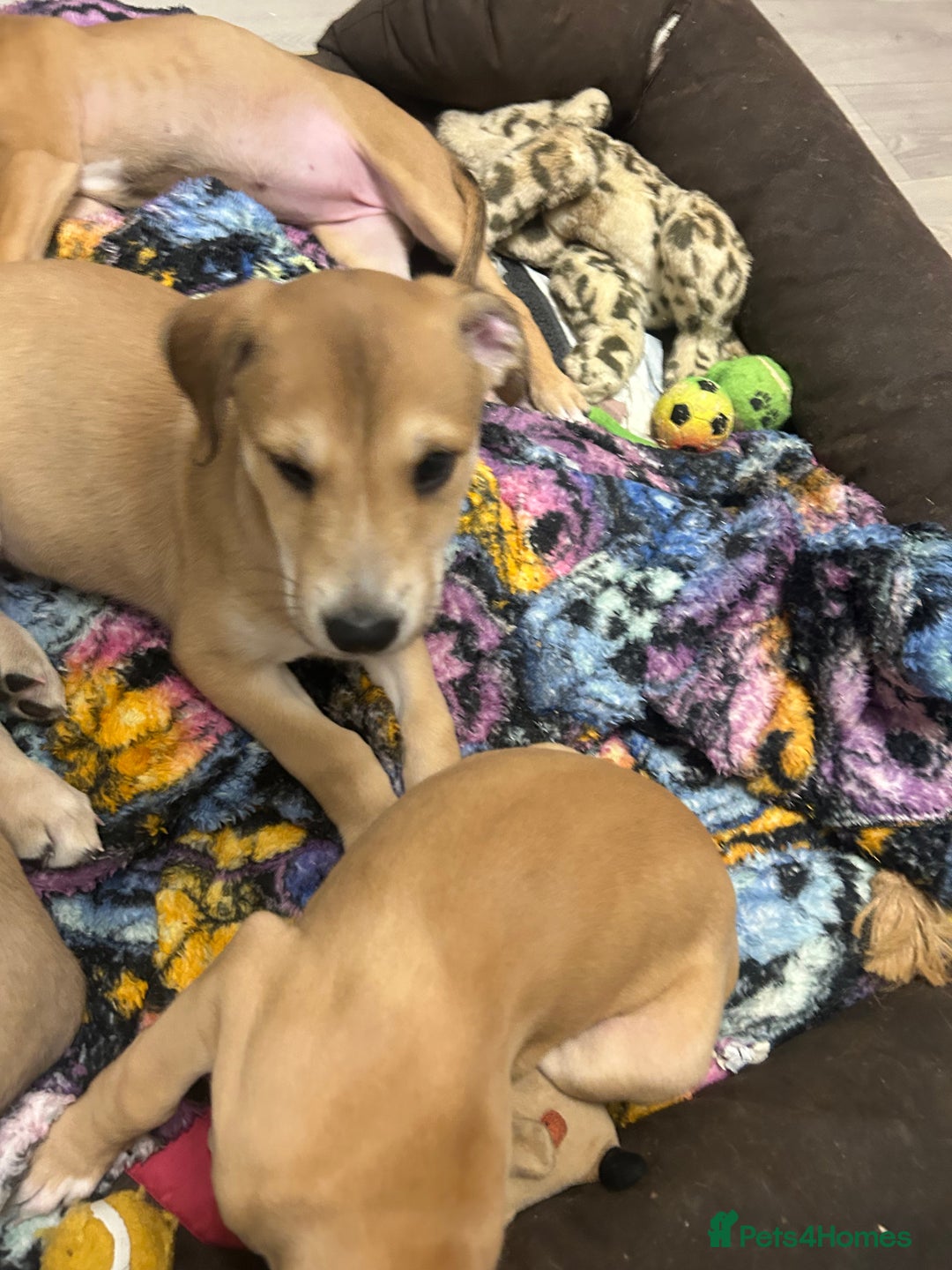 Mixed Breed dogs for sale: Salukigrey/bullgrey hound - Advert 3