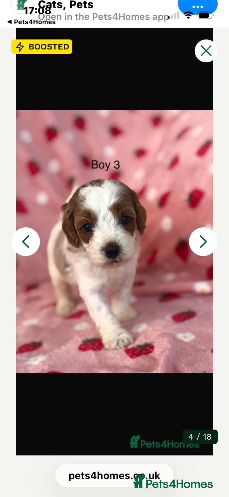Cavapoo dogs Stunning F1B cavapoo puppies Champion bloodline  - Advert 5
