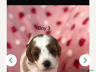 Cavapoo dogs Stunning F1B cavapoo puppies Champion bloodline - Advert 5