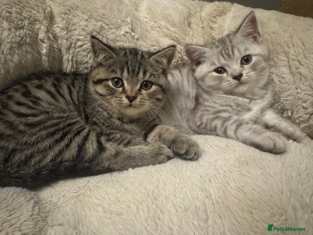 British Shorthair cats - Advert 2