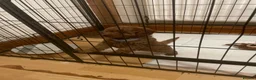 Cockapoo dogs for sale: Puppy  - Advert 23