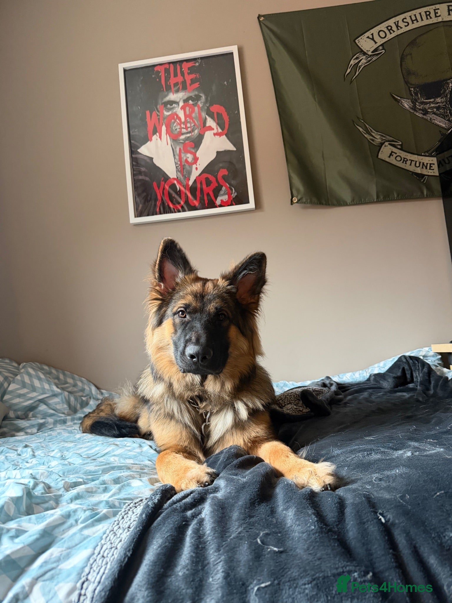 German Shepherd dogs Pure bred German Shepard - Advert 1