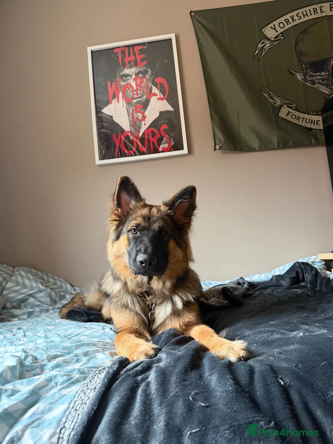 German Shepherd dogs for sale: Pure bred German Shepherd  - Advert 1
