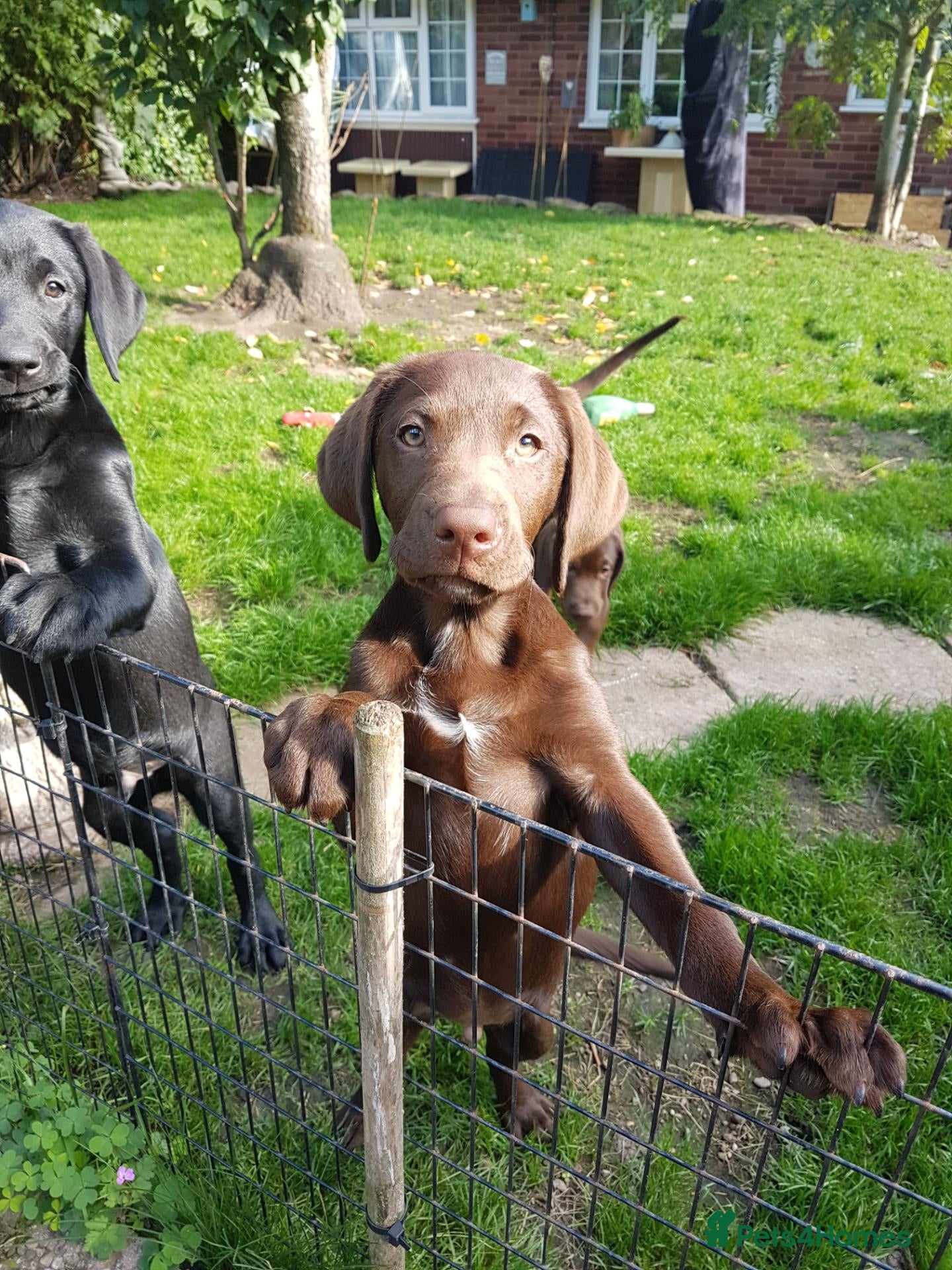 Labrador Retriever dogs Adorable KC Reg Labrador puppies  - Advert 2
