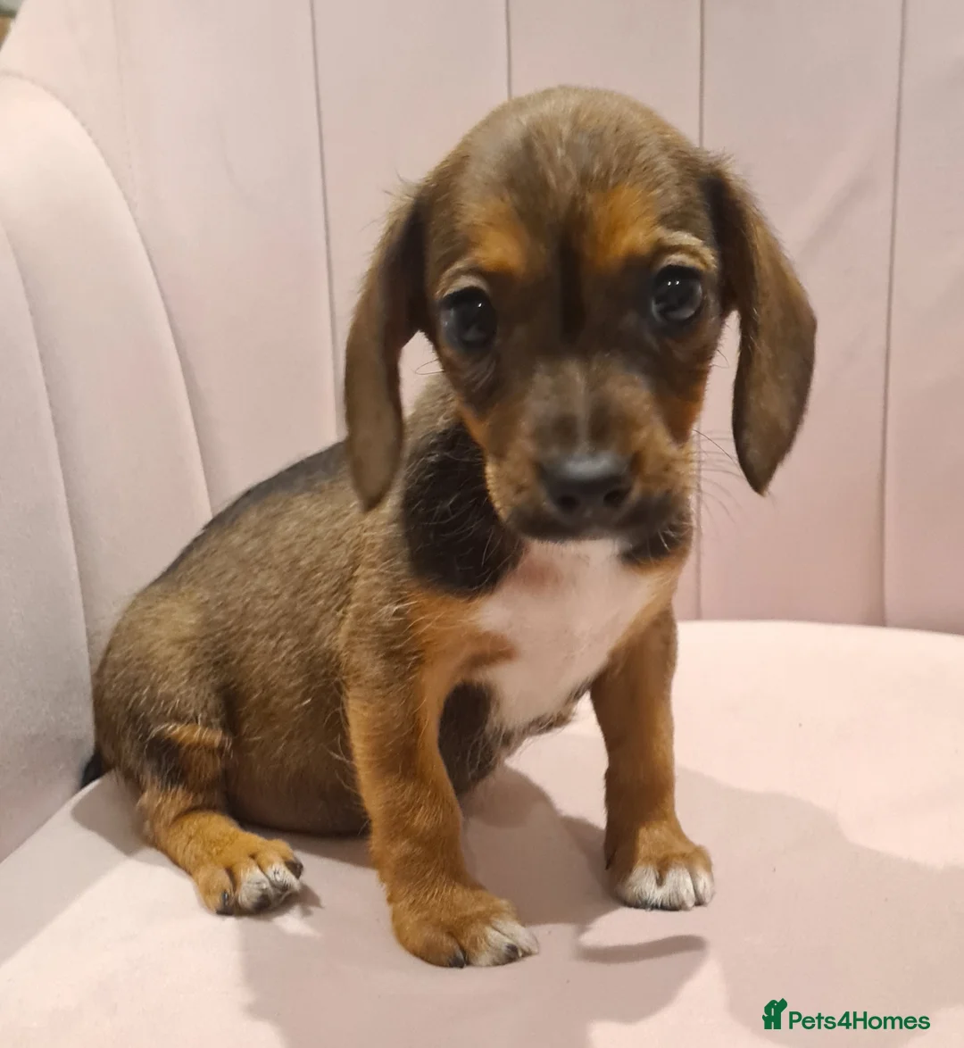 Mixed Breed dogs for sale: Patterjack x daxies pups 1 girl left ready now - Advert 1