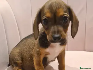 Mixed Breed dogs Patterjack x daxies pups 1 girl left ready now - Advert 6