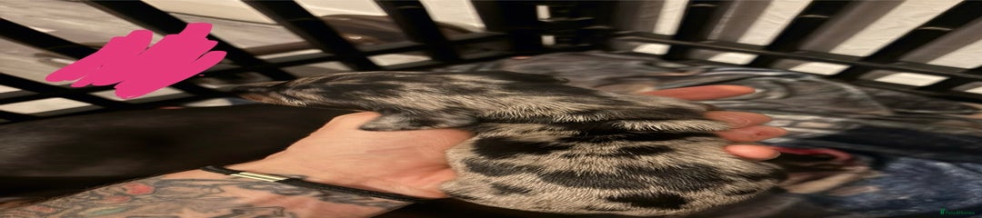 Miniature Dachshund Puppy 3