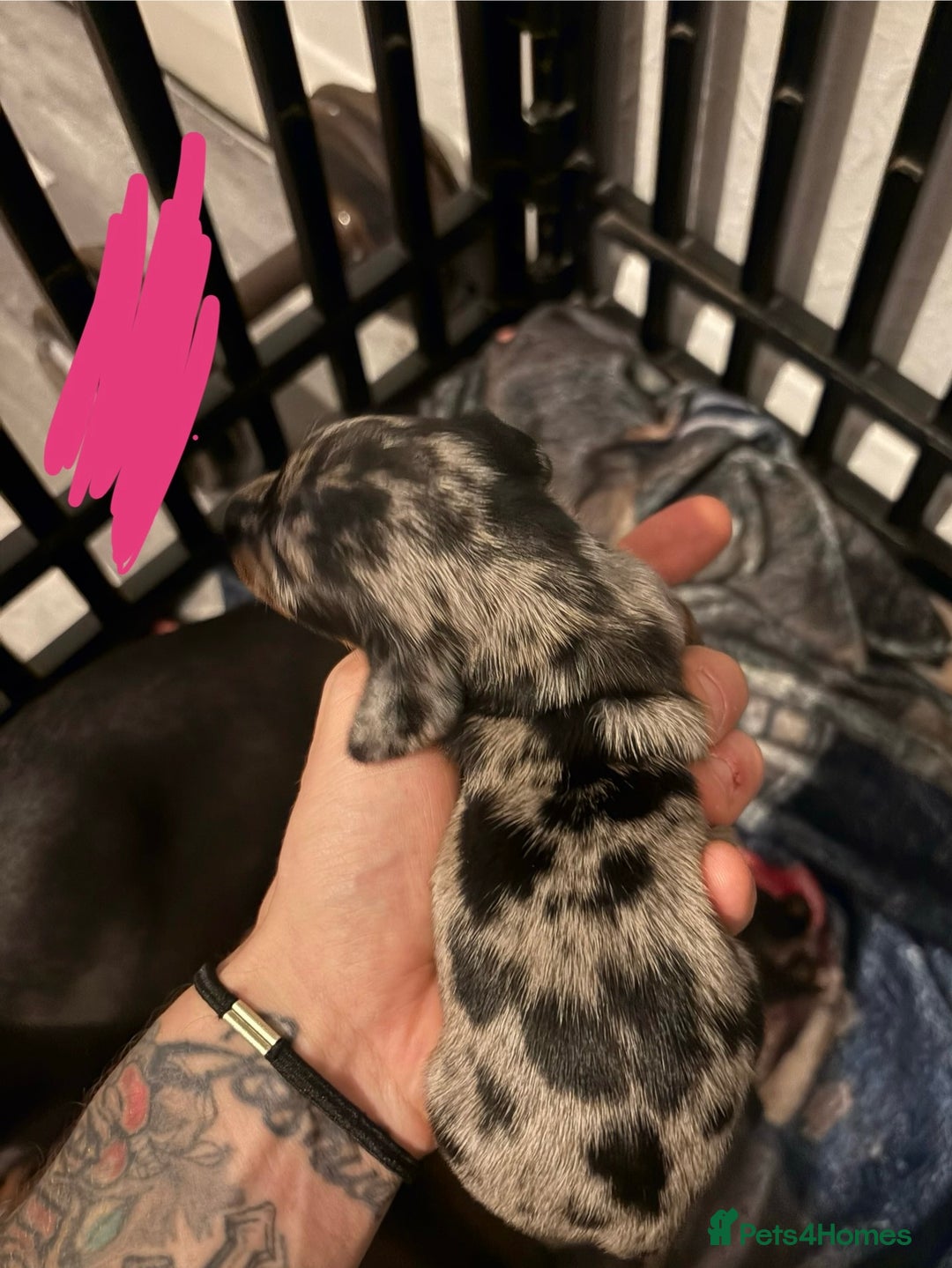 Miniature Dachshund dogs for sale: Mixed litter of beautiful miniature dachshunds  - Image 4