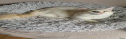 Ragdoll cats for sale: Flame point Ragdoll boy - Advert 3