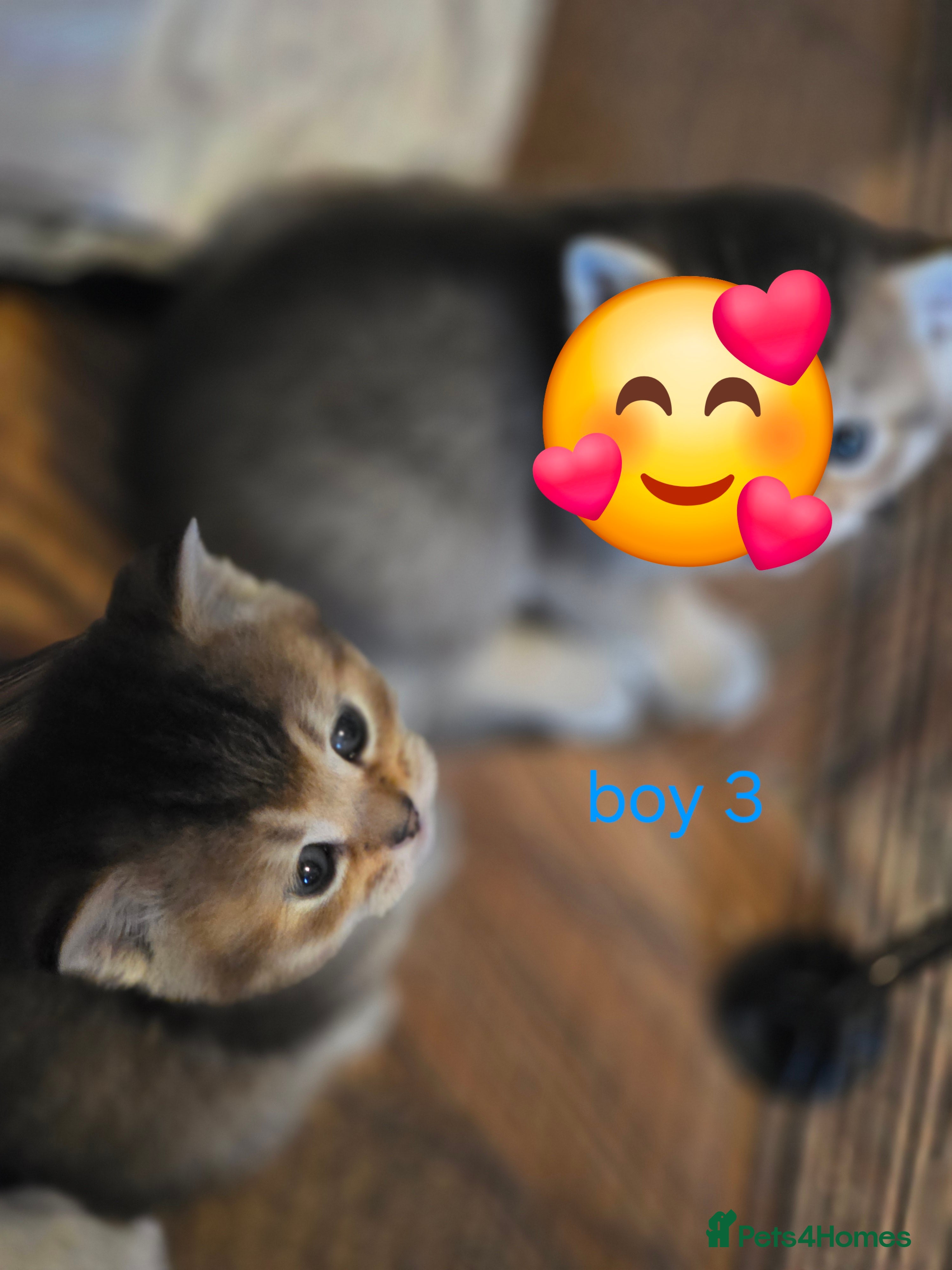 British Shorthair cats 🥰Rare colours of British kittens, reservations🤩 - Advert 5