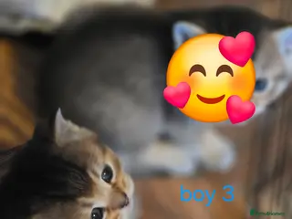 British Shorthair cats 🥰Rare colours of British kittens, reservations🤩 - Advert 5