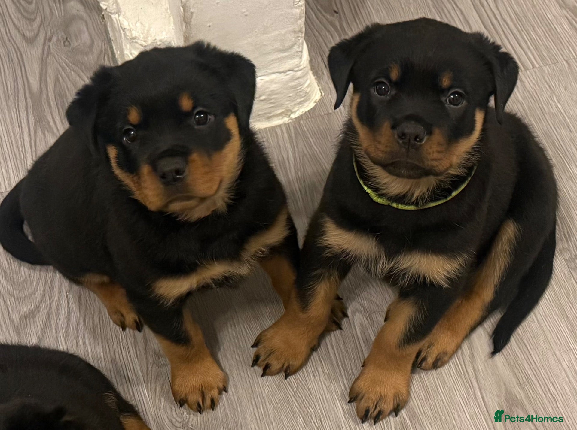 Rottweiler dogs Rottweiler pups  - Advert 9