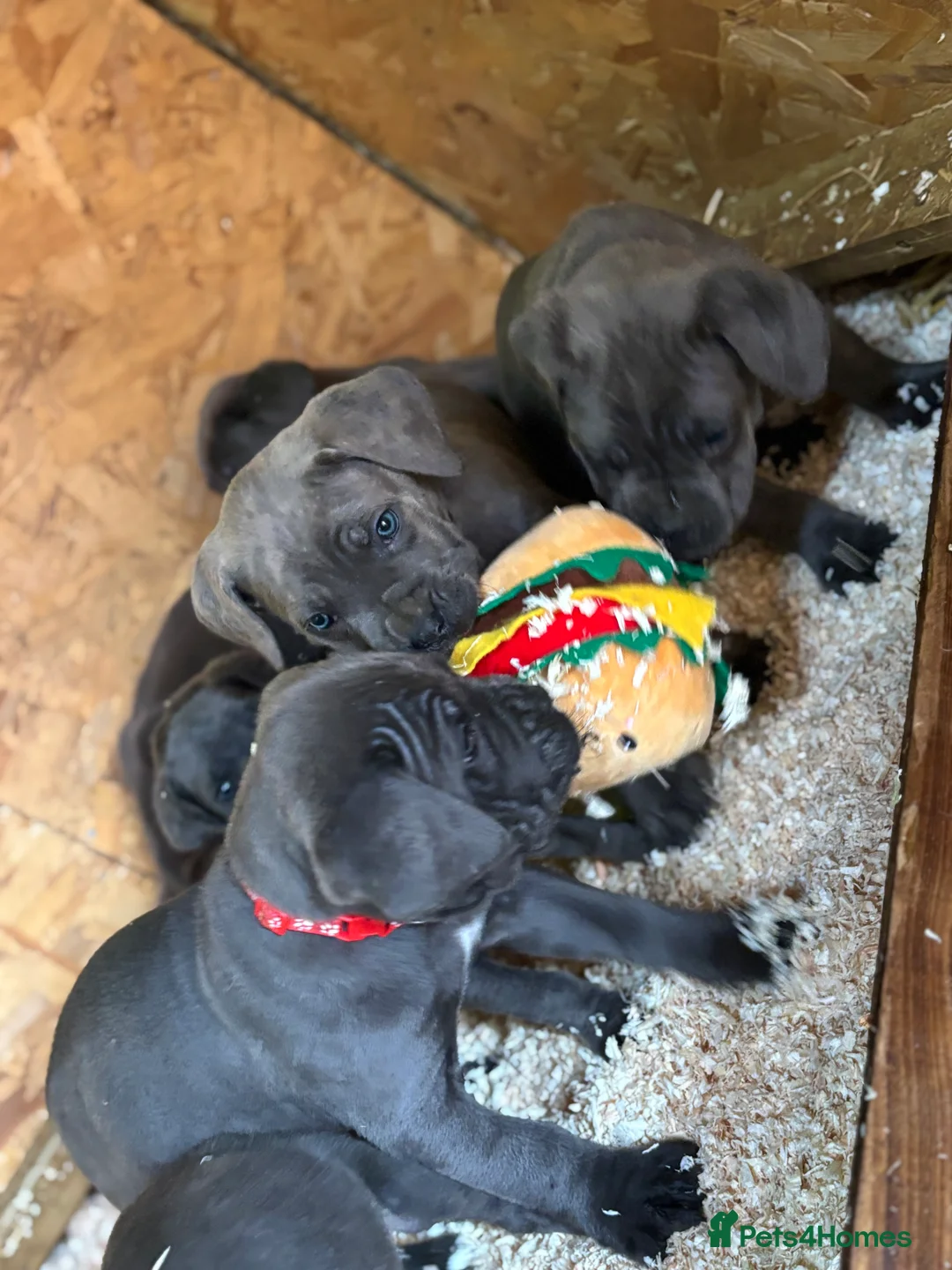 Cane Corso dogs for sale: Cane Corso puppy’s, 1 BOY LEFT AND 2 GIRLS - Advert 8