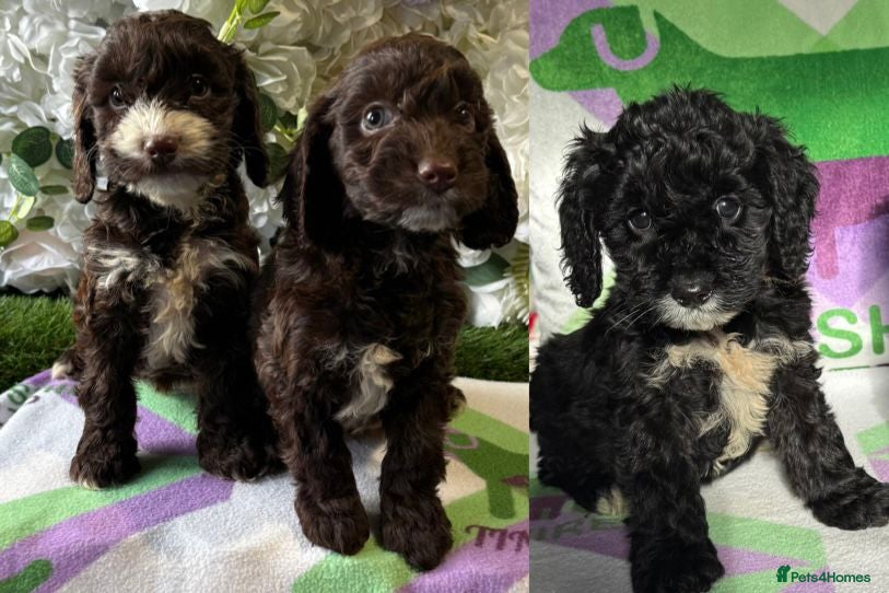 Cockapoo dogs F1 various mini cockapoos 30 dna health tested clr - Advert 12