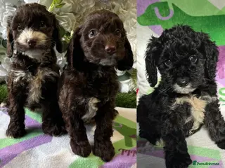 Cockapoo dogs F1 various mini cockapoos 30 dna health tested clr - Advert 12