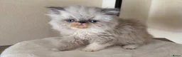 Persian cats for sale: GCCF registered Persian kitten 💙 - Advert 3