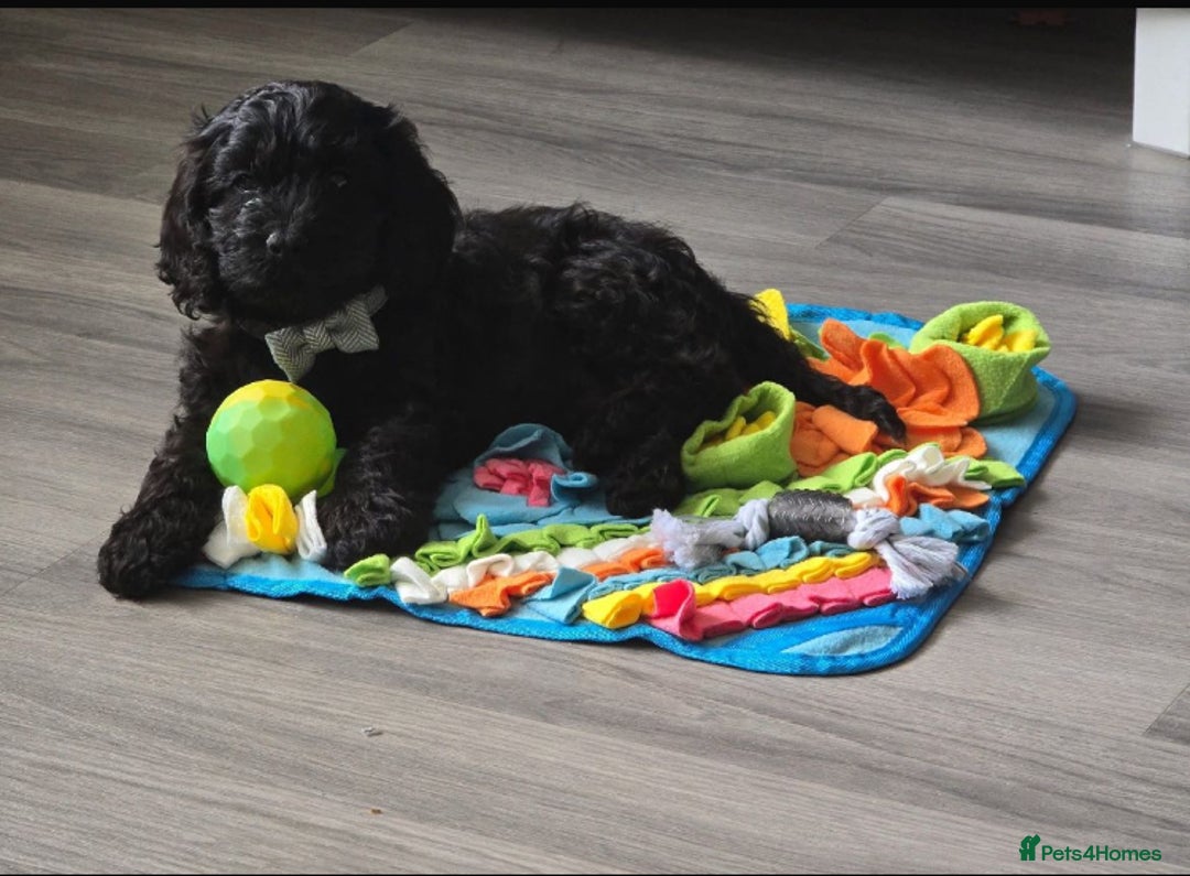 Cockapoo dogs for sale: F1b cockapoos 💕Ready to leave💕 - Image 2