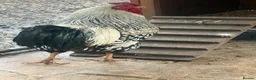 Chickens poultry for sale: Chickens & cockerel & set up in Ashton-under-Lyne - Advert 8